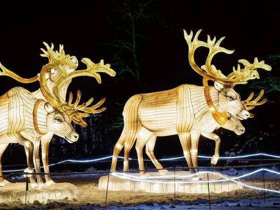 Dos ciervos luminosos LED de gran cornamenta en un recorrido nocturno