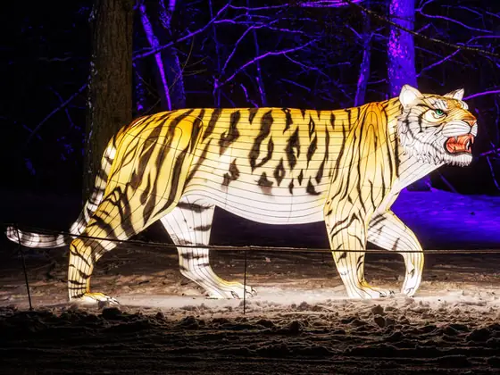 Tigre luminoso LED a escala real con las rayas resueltas en tela, iluminado de noche